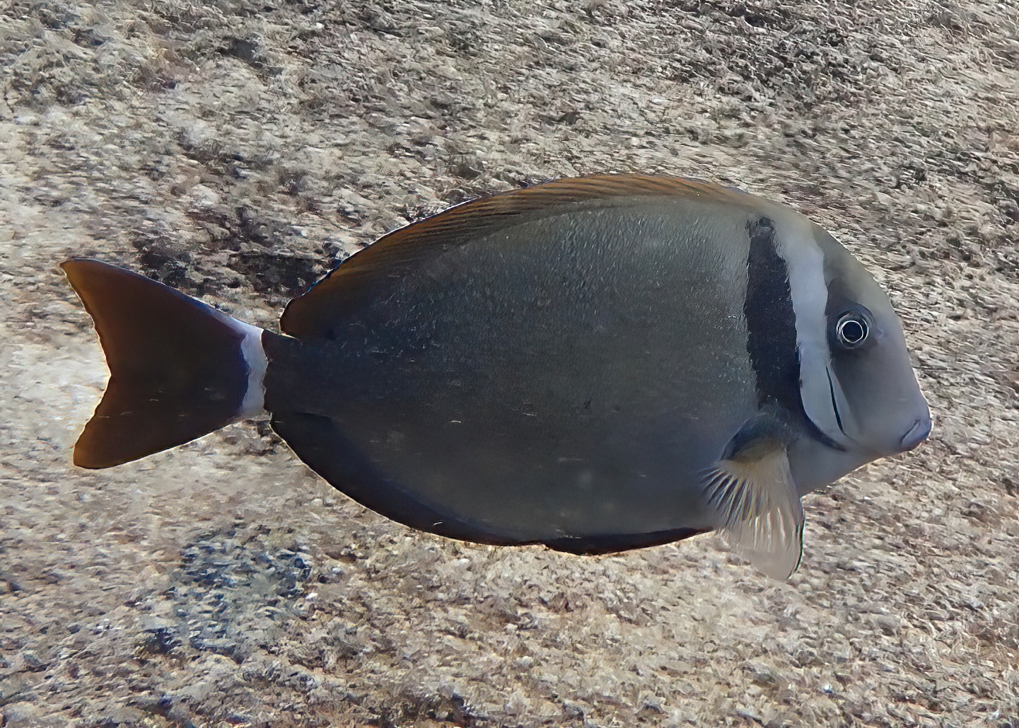 Acanthurus leucopareius (Acanthurus leucopareius) |commons:File:Acanthurus leucopareius 501753074.jpg