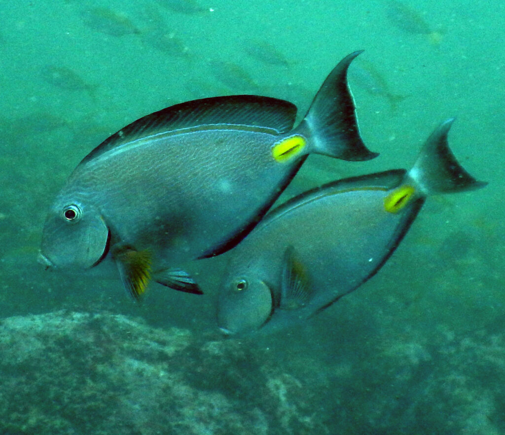Acanthurus monroviae (Acanthurus monroviae) |commons:File:Acanthurus monroviae.jpg