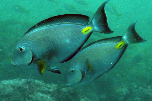 Acanthurus monroviae (Acanthurus monroviae) |commons:File:Acanthurus monroviae.jpg