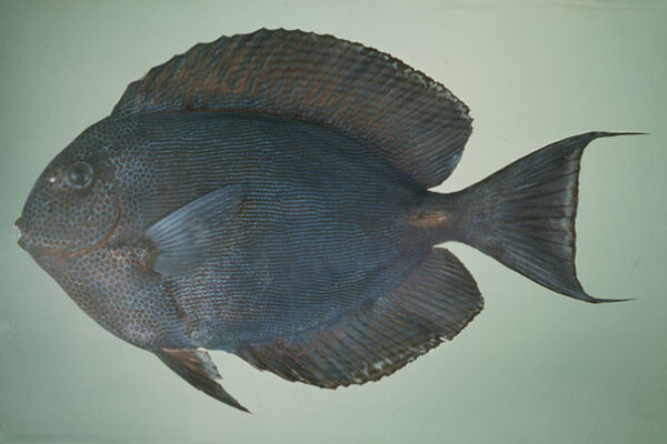 Acanthurus nubilus (Acanthurus nubilus) |commons:File:Acanthurus nubilus.jpg