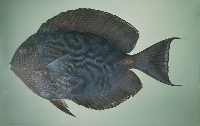 Acanthurus nubilus (Acanthurus nubilus) |commons:File:Acanthurus nubilus.jpg
