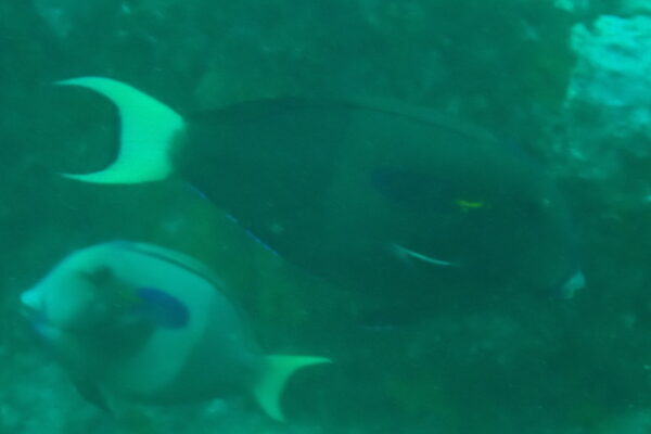 Acanthurus reversus (Acanthurus reversus) |commons:File:Acanthurus reversus, Anaho Bay, French Polynesia imported from iNaturalist photo 301425004.jpg