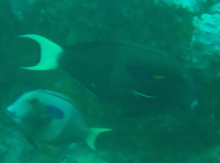 Acanthurus reversus (Acanthurus reversus) |commons:File:Acanthurus reversus, Anaho Bay, French Polynesia imported from iNaturalist photo 301425004.jpg