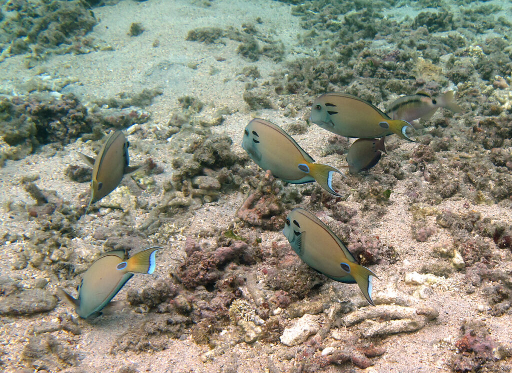 Acanthurus tennentii (Acanthurus tennentii) |commons:File:Acanthurus tennentii, groupe broutant.jpg