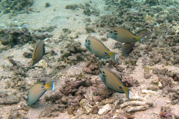 Acanthurus tennentii (Acanthurus tennentii) |commons:File:Acanthurus tennentii, groupe broutant.jpg