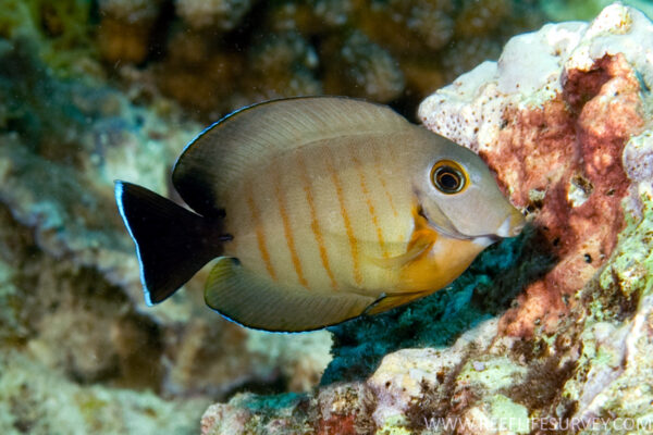 Acanthurus tristis (Acanthurus tristis) |commons:File:Acanthurus tristis.jpg