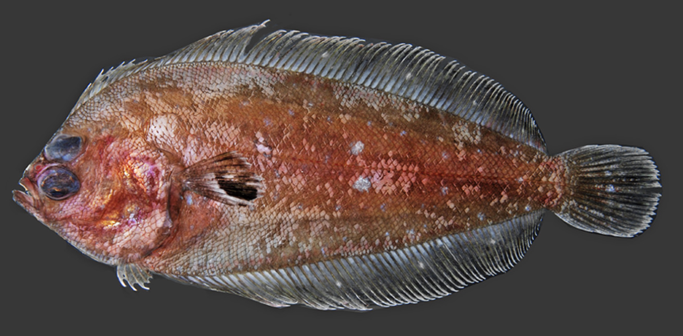 Acapulco flounder (Monolene dubiosa) |commons:File:Monolene dubiosa.png