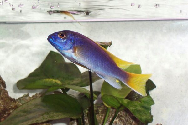 Acei Cichlid (Pseudotropheus acei) |commons:File:Pseudotropheus Acei Male.jpg