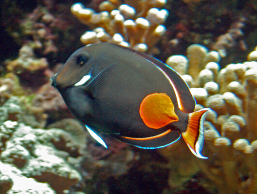 Achilles Tang (Acanthurus achilles) |commons:File:Acanthuridae - Acanthurus achilles.JPG
