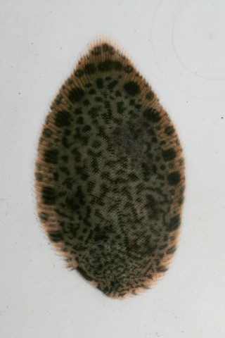 Achiroides melanorhynchus (Achiroides melanorhynchus) |commons:File:Achiroides melanorhynchus.jpg