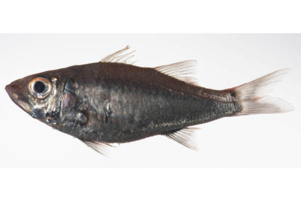 Acropoma leobergi (Acropoma leobergi) |commons:File:Acropoma leobergi.png