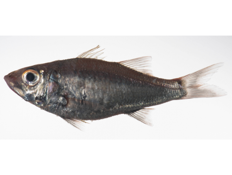 Acropoma leobergi (Acropoma leobergi) |commons:File:Acropoma leobergi.png