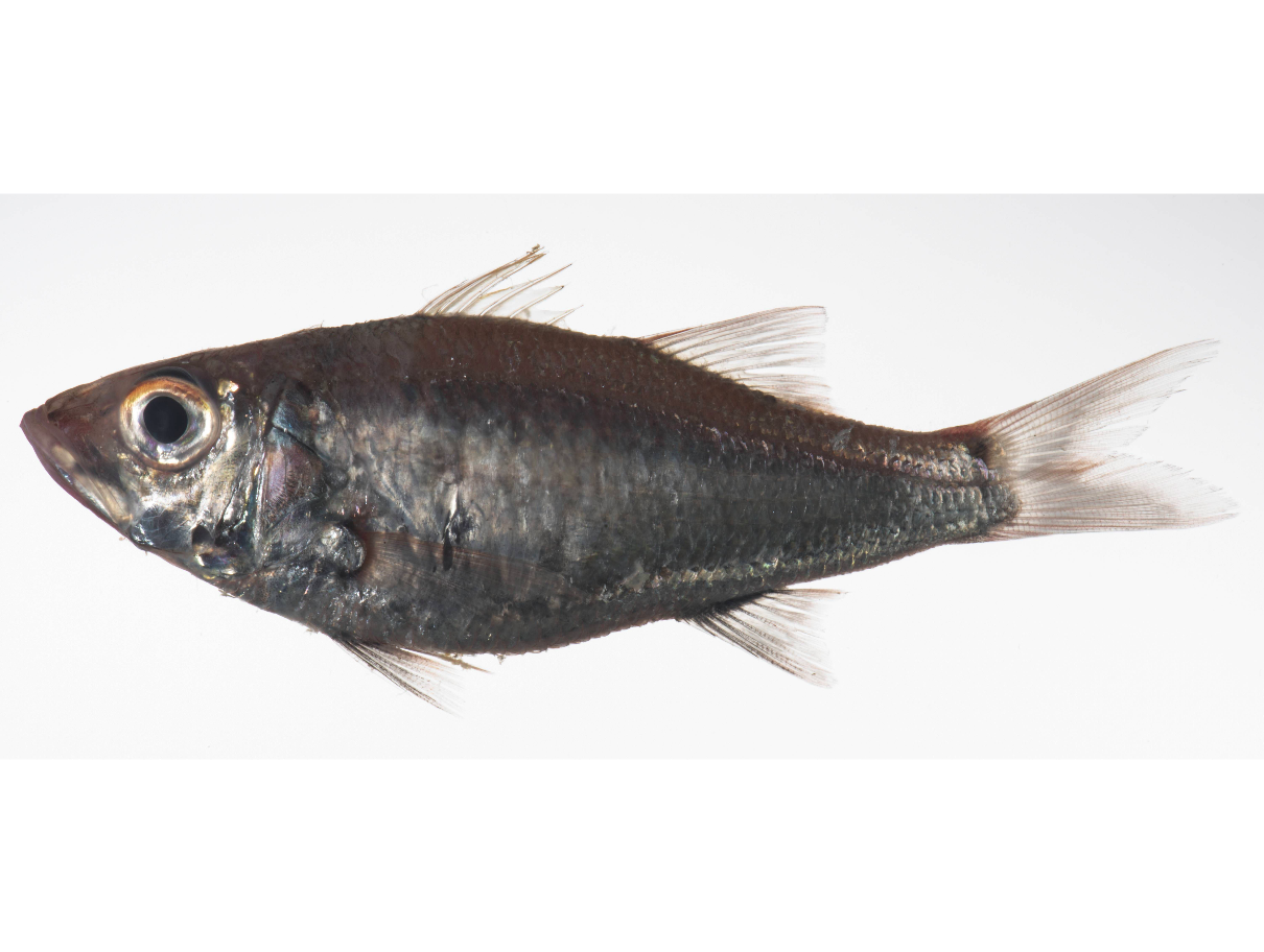 Acropoma leobergi (Acropoma leobergi) |commons:File:Acropoma leobergi.png