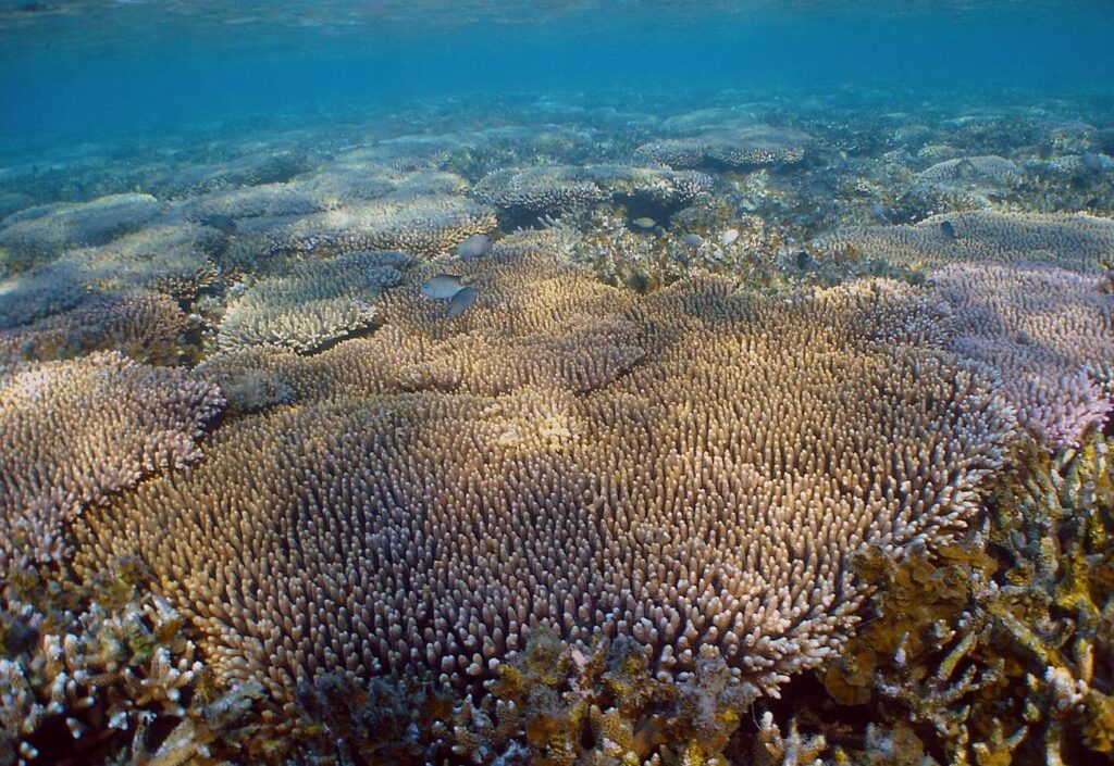 Acropora Millepora (Acropora millepora) |commons:File:Acropora millepora, GBR.jpg