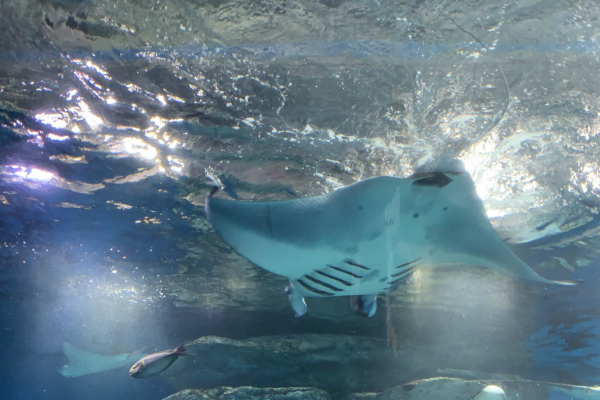Adisson Vatozu Mobula alfredi