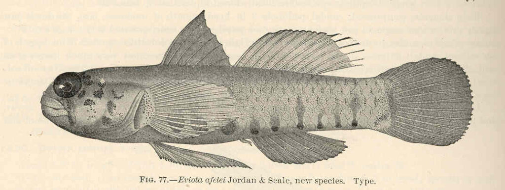Afele's Fringefin Goby (Eviota afelei) |commons:File:FMIB 39689 Eviota afelei Jordan & Seale, new species Type.jpeg