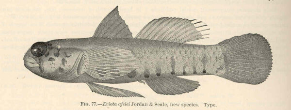 Afele's Fringefin Goby (Eviota afelei) |commons:File:FMIB 39689 Eviota afelei Jordan & Seale, new species Type.jpeg