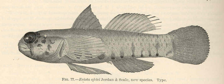 Afele's Fringefin Goby (Eviota afelei) |commons:File:FMIB 39689 Eviota afelei Jordan & Seale, new species Type.jpeg