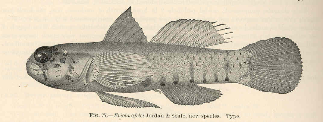 Afele's Fringefin Goby (Eviota afelei) |commons:File:FMIB 39689 Eviota afelei Jordan & Seale, new species Type.jpeg