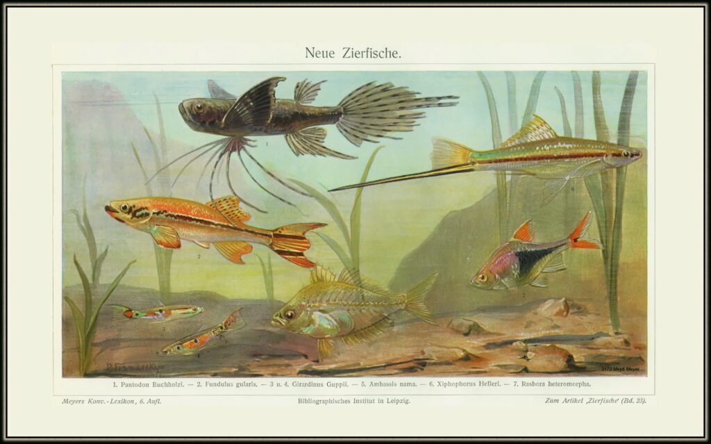 African Butterfly Fish (Pantodon buchholzi) |commons:File:3173 Mey6 Neue Zierfische 1. Pantodon Buchholzi 2. Fundulus gularis 3 u. 4. Girardinus Gupii 5. Ambassis nama 6. Xiphophorus Helleri 7. Raspora heteromorpha Bibliographisches Institut in Leipzig Zum Artikel Zierfische Bd. 23.jpg