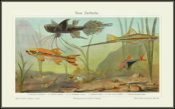 African Butterfly Fish (Pantodon buchholzi) |commons:File:3173 Mey6 Neue Zierfische 1. Pantodon Buchholzi 2. Fundulus gularis 3 u. 4. Girardinus Gupii 5. Ambassis nama 6. Xiphophorus Helleri 7. Raspora heteromorpha Bibliographisches Institut in Leipzig Zum Artikel Zierfische Bd. 23.jpg