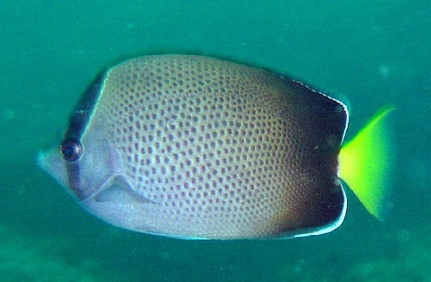 African Butterflyfish (Chaetodon dolosus) |commons:File:Chaetodon dolosus.jpg