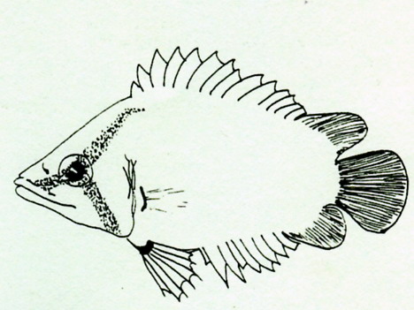 African Leaf Fish (Polycentropsis abbreviata) |commons:File:Polycentropsis abbreviata.jpg