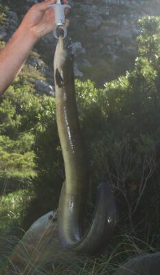 African Longfin Eel (Anguilla mossambica) |commons:File:Anguilla mossambica.jpg