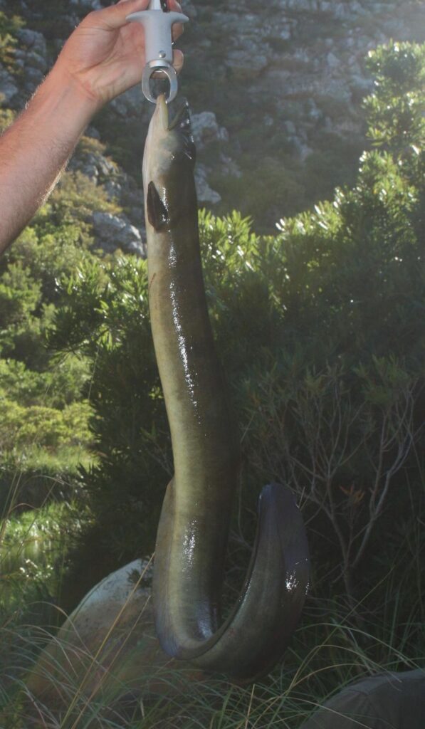 African Longfin Eel (Anguilla mossambica) |commons:File:Anguilla mossambica.jpg