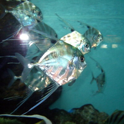 African Pompano (Alectis ciliaris) |commons:File:Alectis ciliaris.jpg