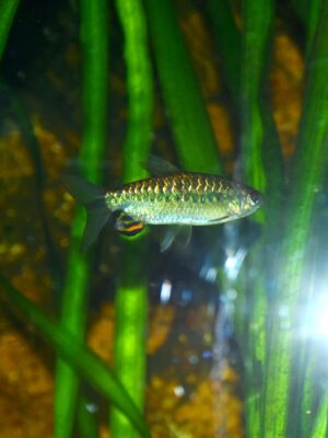 African Red-Eyed Tetra (Arnoldichthys spilopterus) |commons:File:Alestidae Arnoldichthys spilopterus 2.jpg