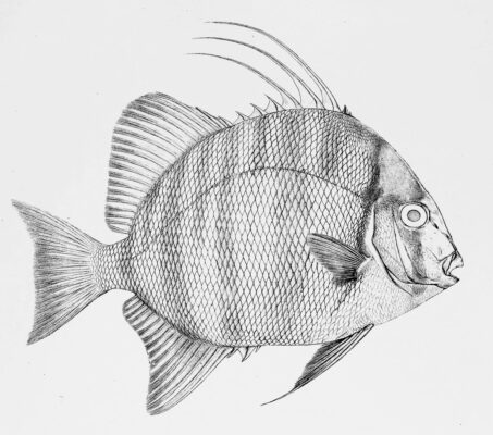 African Spadefish (Tripterodon orbis) |commons:File:Tripterodon orbis.jpg