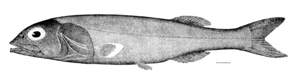 Agassiz' Smoothhead (Alepocephalus agassizii) |commons:File:Alepocephalus agassizii.jpg