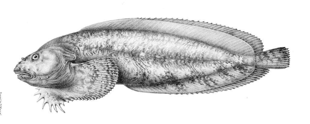 Agassiz's Snailfish (Liparis agassizii) |commons:File:Liparis agassizii.jpg