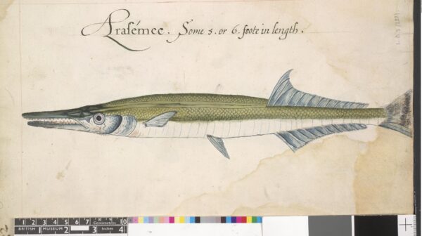Agujon Needlefish (Tylosurus acus) |commons:File:After John White - Verso Garfish (either Tylosurus acus Lacépède or Tylosurus raphidoma Ranzani), leaf from a volume (now consisting of 113 leaves of drawings), associated with John White, SL,5270.105.jpg