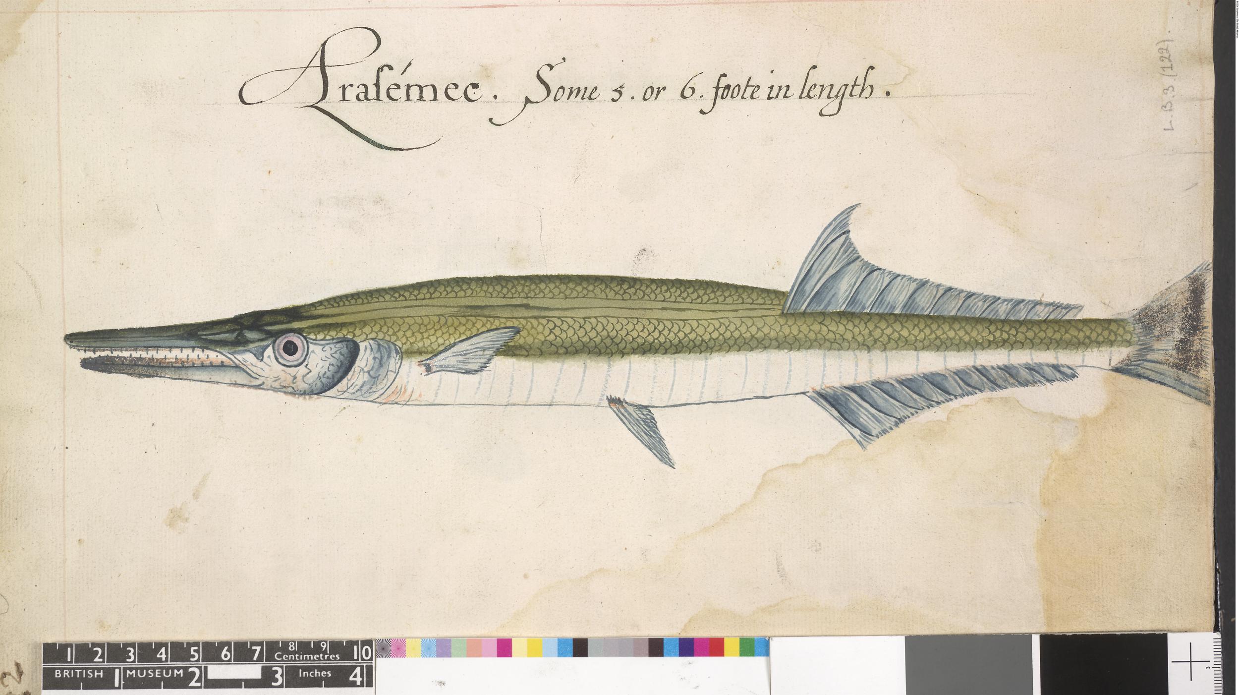 Agujon Needlefish (Tylosurus acus) |commons:File:After John White - Verso Garfish (either Tylosurus acus Lacépède or Tylosurus raphidoma Ranzani), leaf from a volume (now consisting of 113 leaves of drawings), associated with John White, SL,5270.105.jpg