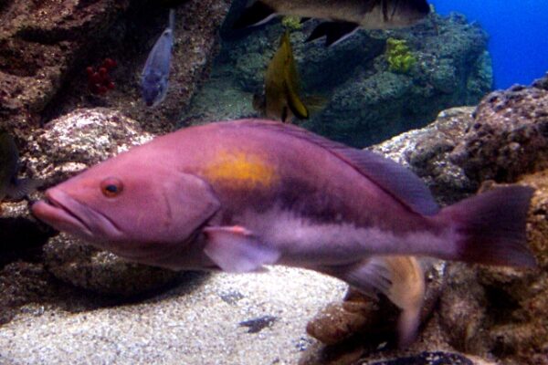 Akdeniz Mavi Kadife Epinephelus costae