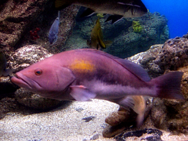 Akdeniz Mavi Kadife Epinephelus costae