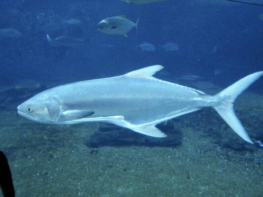 akya (Lichia amia) |commons:File:Carangidae Lichia amia 1.1.jpg