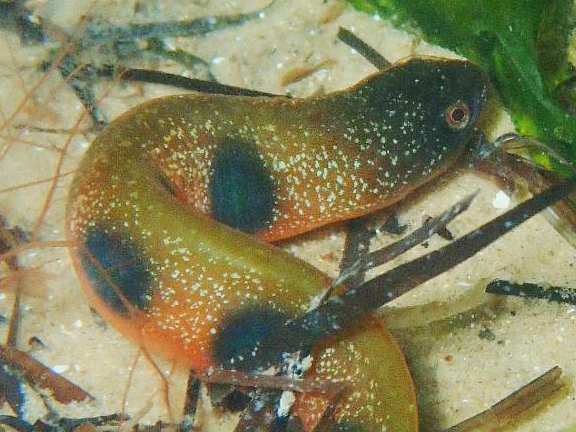 Alabes dorsalis (Alabes dorsalis) |commons:File:Alabes dorsalis.jpg