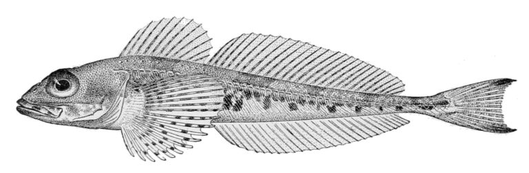 Alaskan Sculpin (Triglops metopias) |commons:File:Triglops metopias.jpg