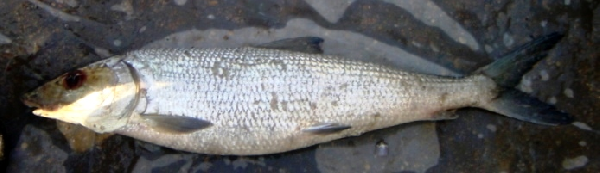 Albula oligolepis (Albula oligolepis) |commons:File:Albula oligolepis.png