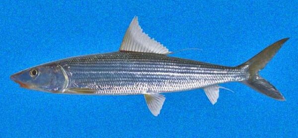 Albula pacifica (Albula pacifica) |commons:File:Albula pacifica SI.jpg
