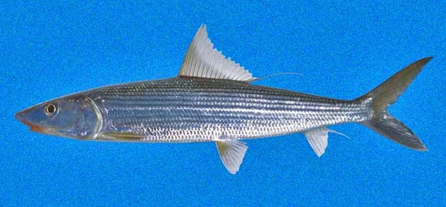 Albula pacifica (Albula pacifica) |commons:File:Albula pacifica SI.jpg