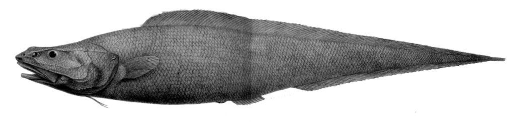 Alcockia rostrata (Alcockia rostrata) |commons:File:Alcockia rostrata.jpg