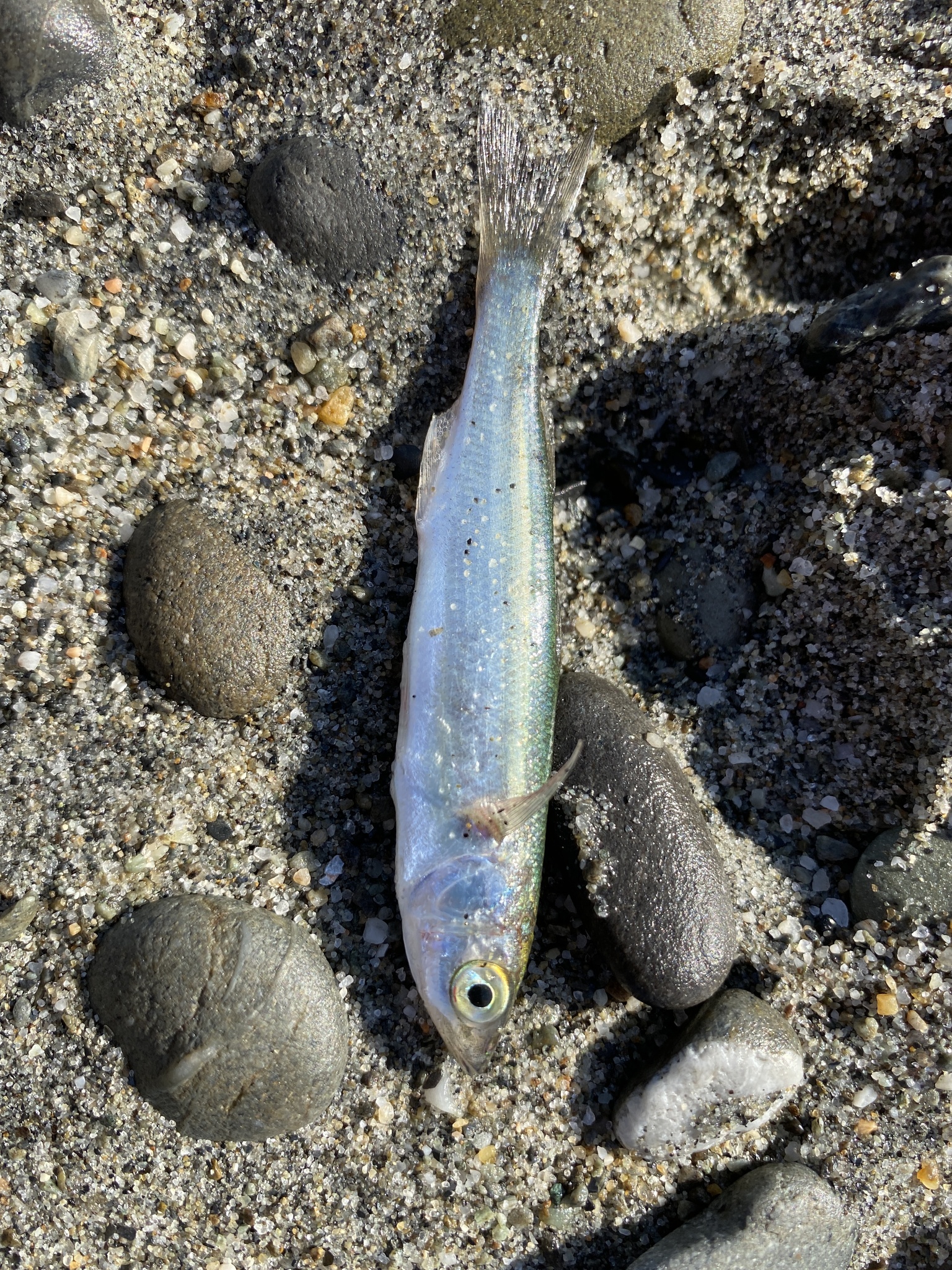 Aldrichetta forsteri (Aldrichetta forsteri) |commons:File:Aldrichetta forsteri 322955223.jpg