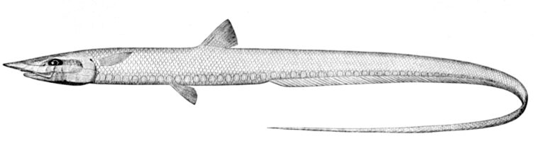 Aldrovandia gracilis (Aldrovandia gracilis) |commons:File:Aldrovandia gracilis.jpg