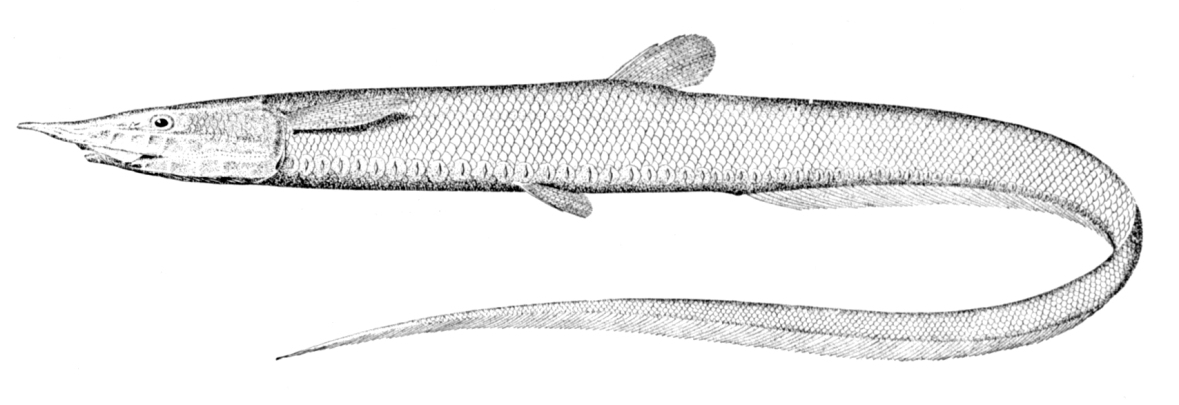 Aldrovandia rostrata (Aldrovandia rostrata) |commons:File:Aldrovandia rostrata.jpg