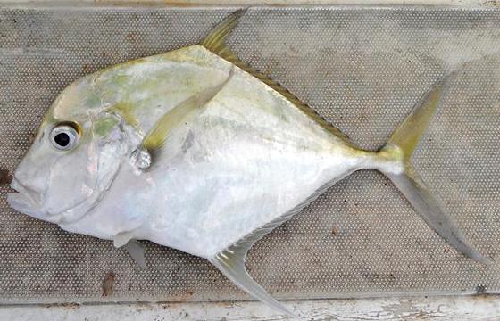 Alectis alexandrina (Alectis alexandrina) |commons:File:Alectis-alexandrina.JPG