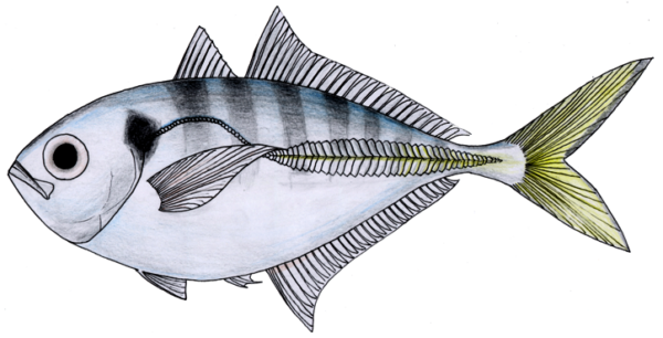 Alepes kleinii (Alepes kleinii) |commons:File:Alepes kleinii.PNG